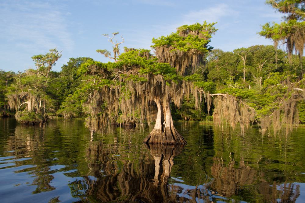 Blue Cypress Lake