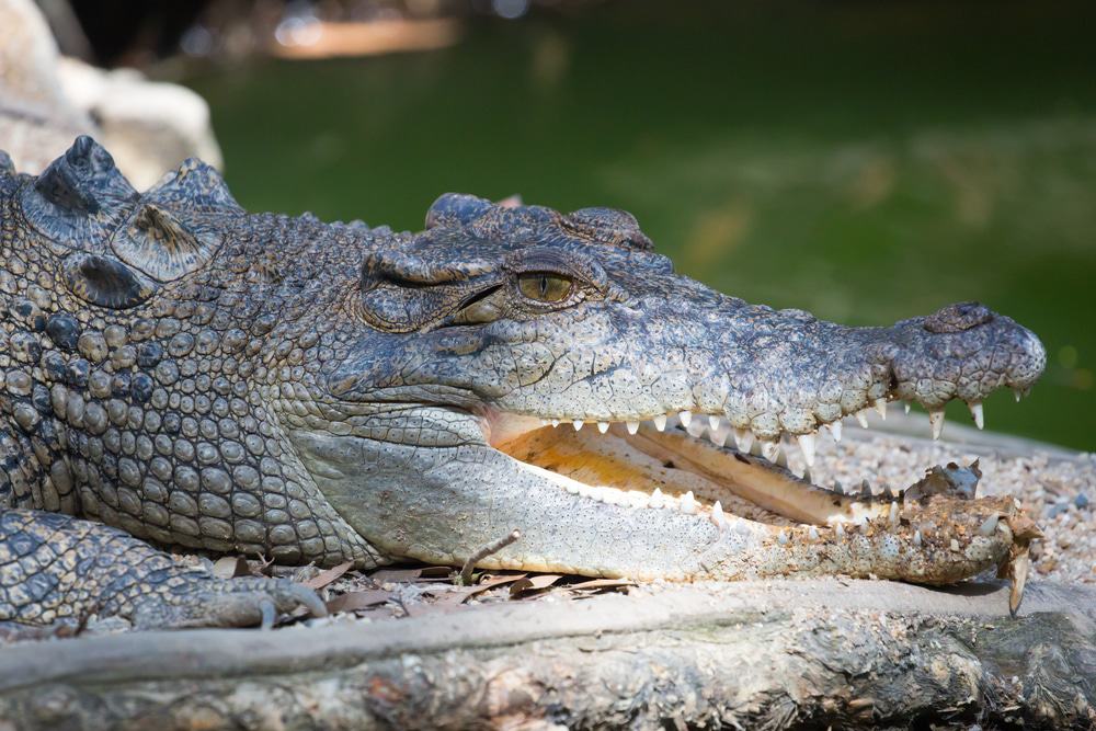 Koorana Crocodile Farm