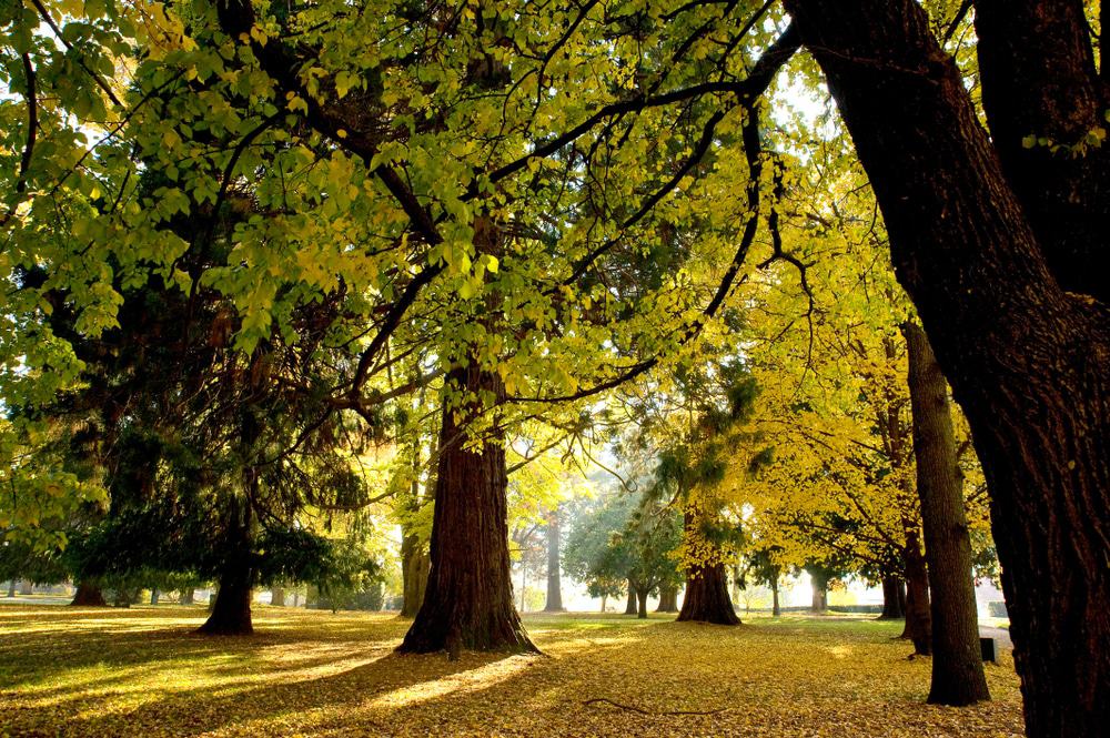 Cook Park