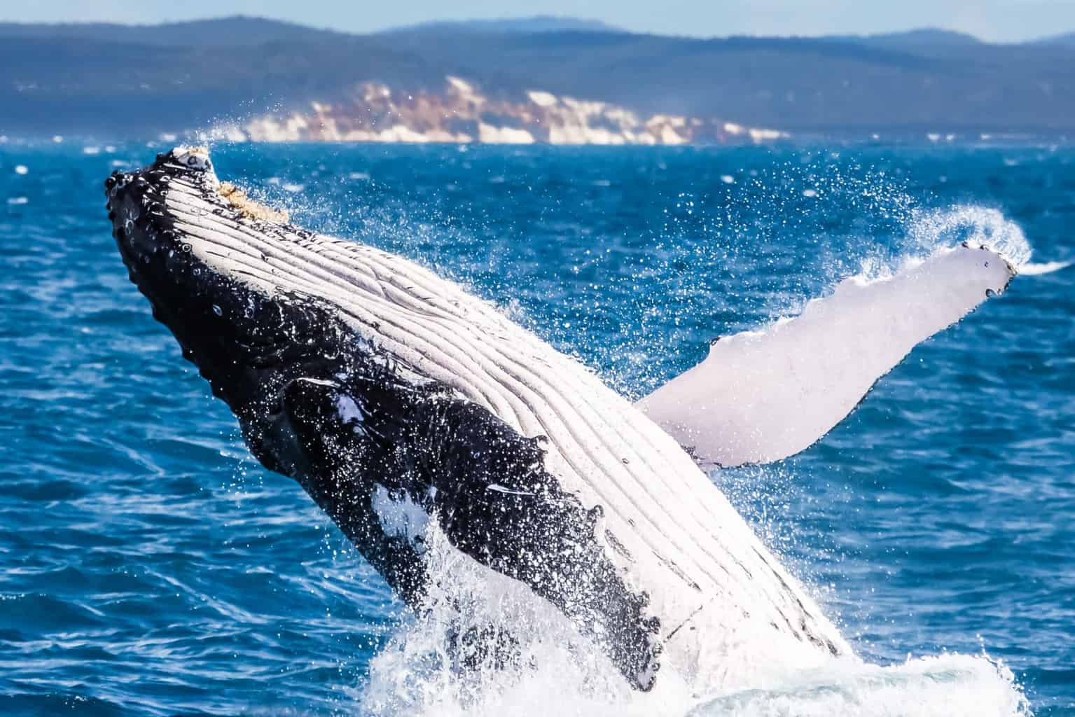 Humpback Whale, Hervey Bay