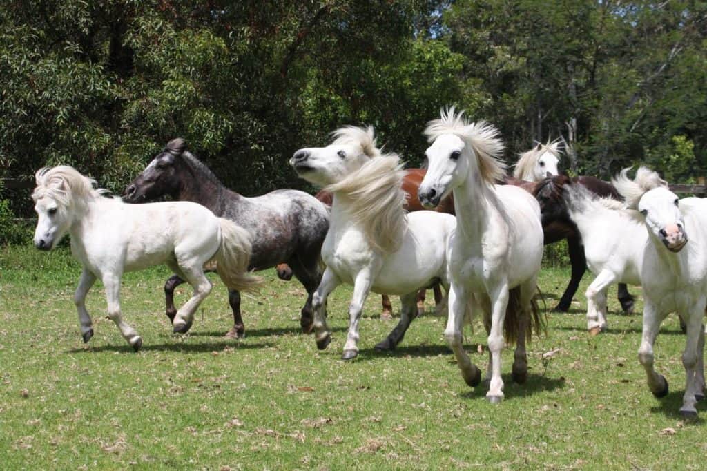 Valhalla Horse Riding