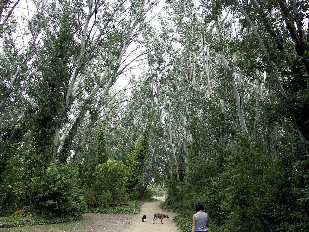 Mitchell River Walk