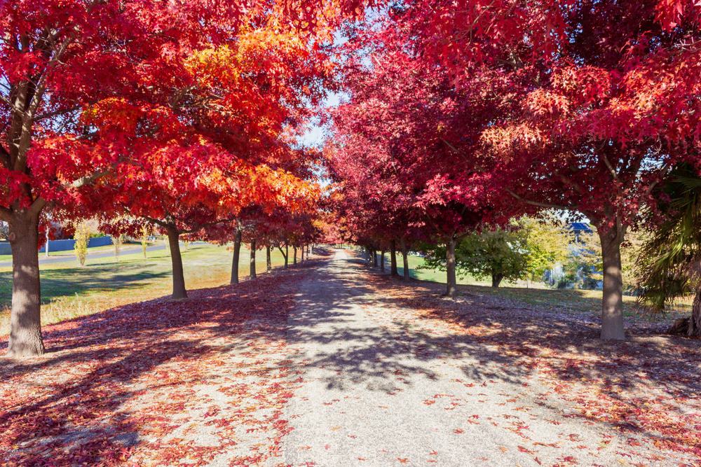Murray to Mountains Rail Trail