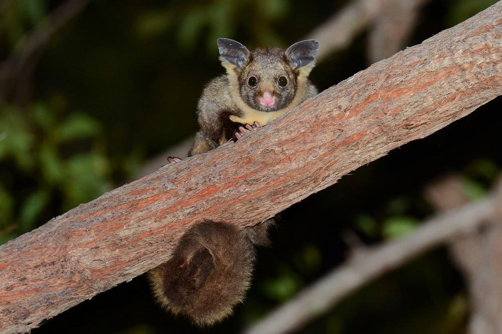 Yellow-bellied Glider