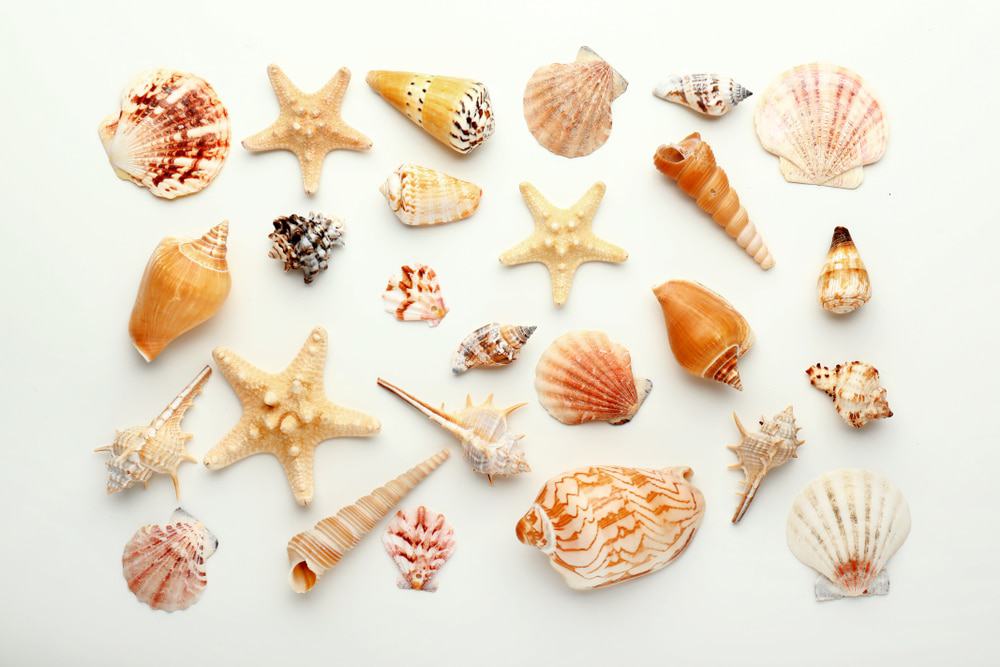Sea Shells