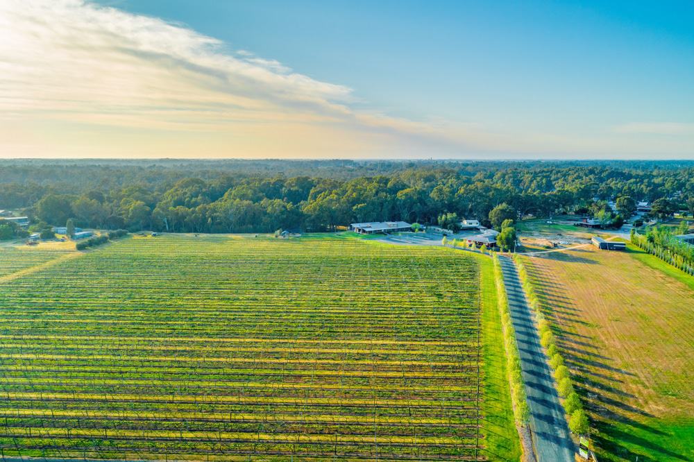 Vineyard In Moama