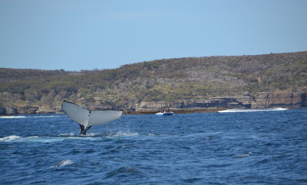 Humpback Whale, Jervis Bay