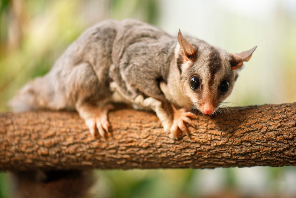 Squirrel Glider