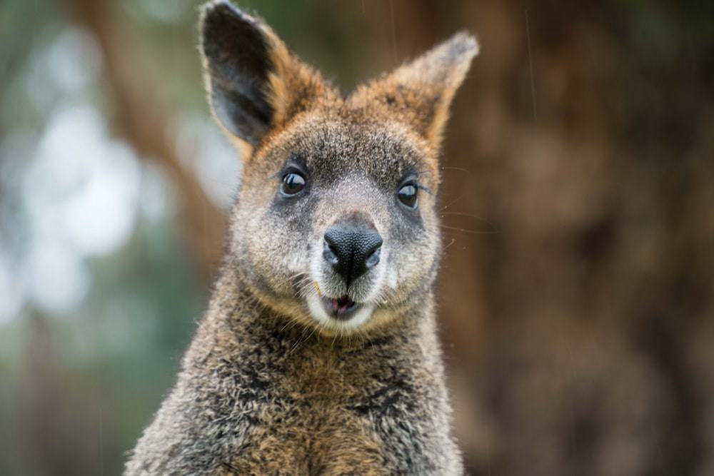Alexandra Park Zoo