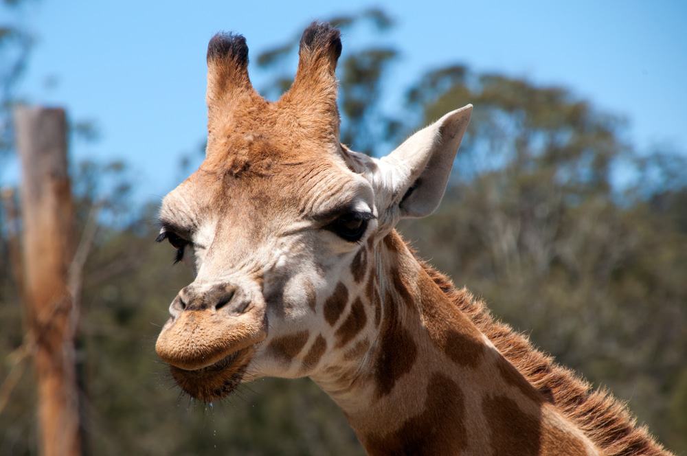 Mogo Wildlife Park