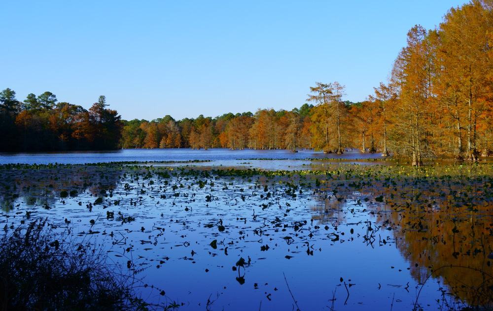 Trap Pond State Park