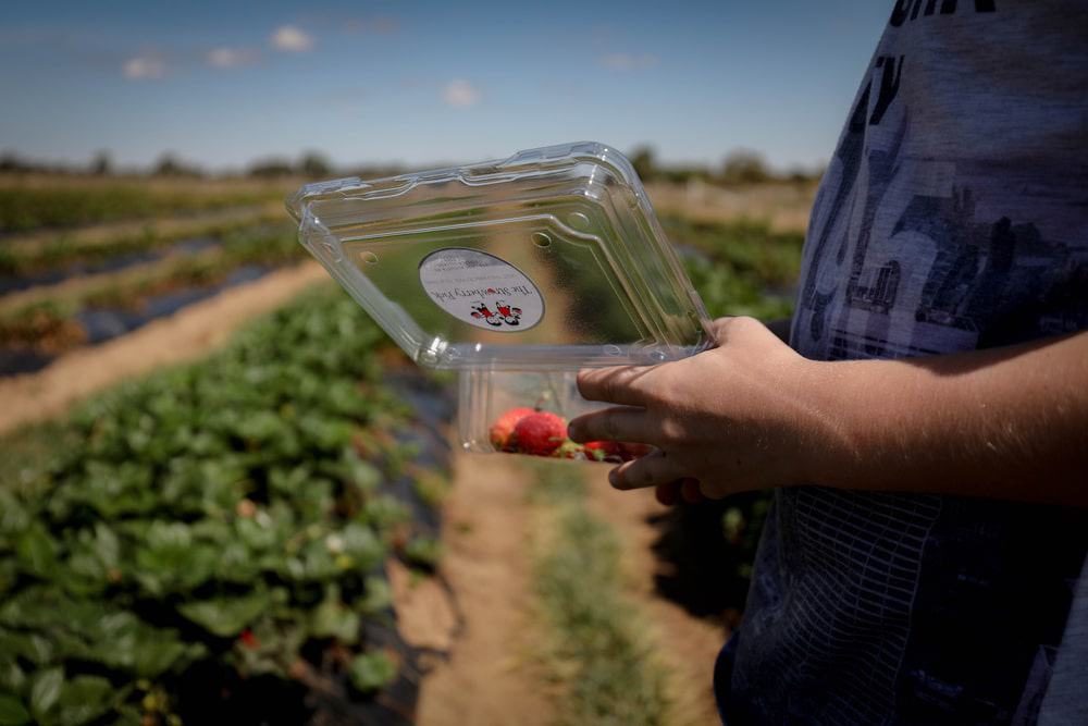 The Strawberry Pick