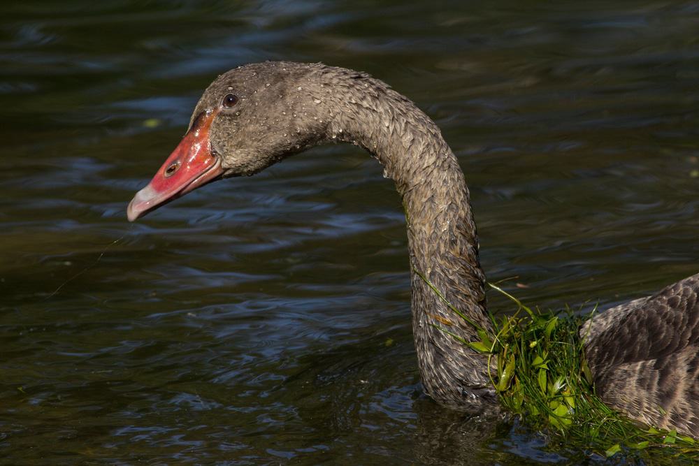 Baldwin Swamp Environment Park