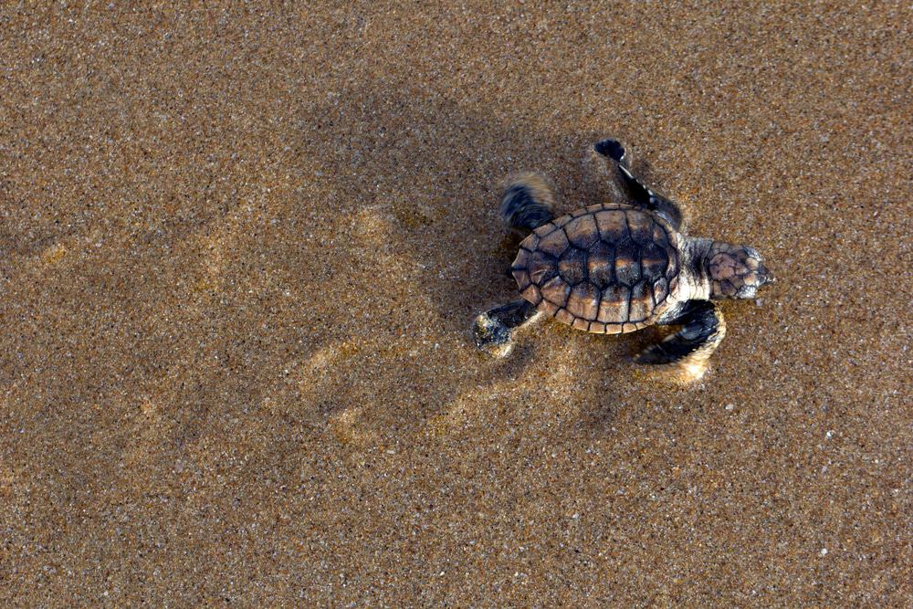 Mon Repos Turtle Encounter