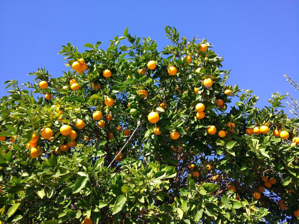 Orange World