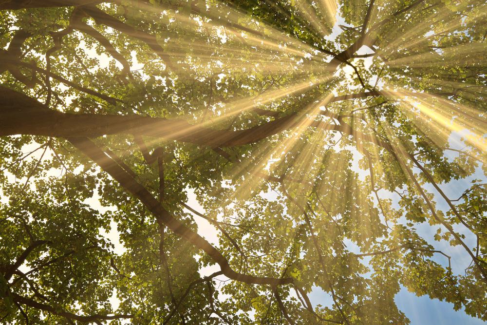 King George V Gardens