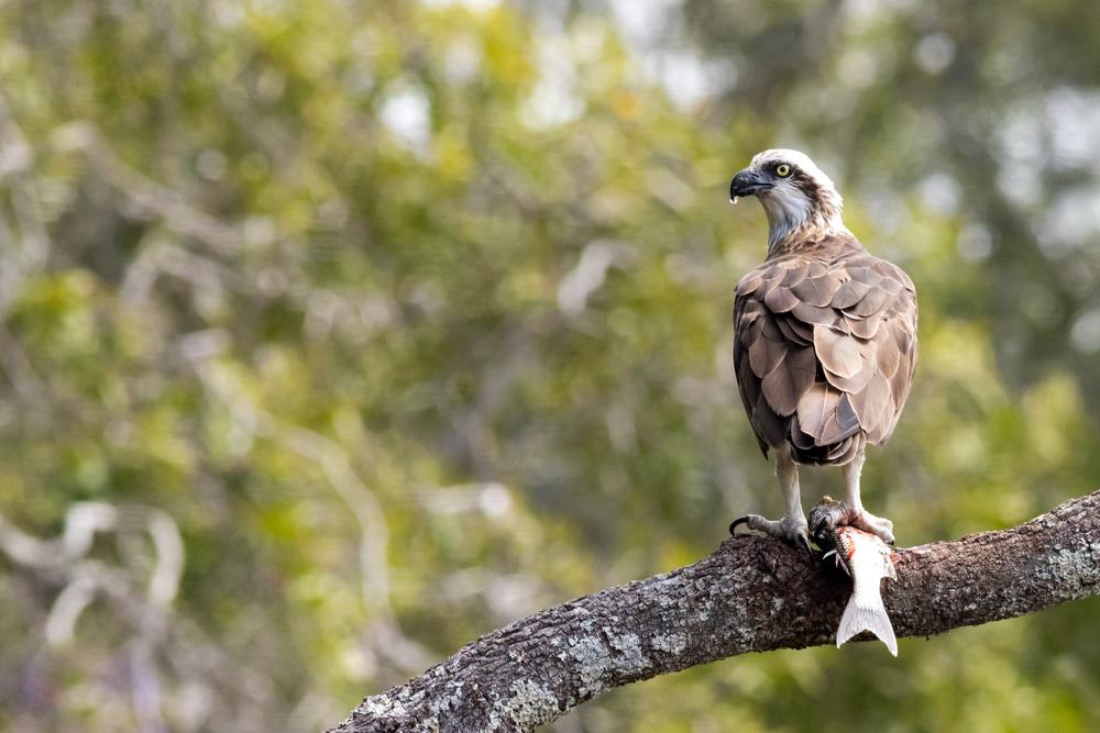 Lake Innes Nature Reserve