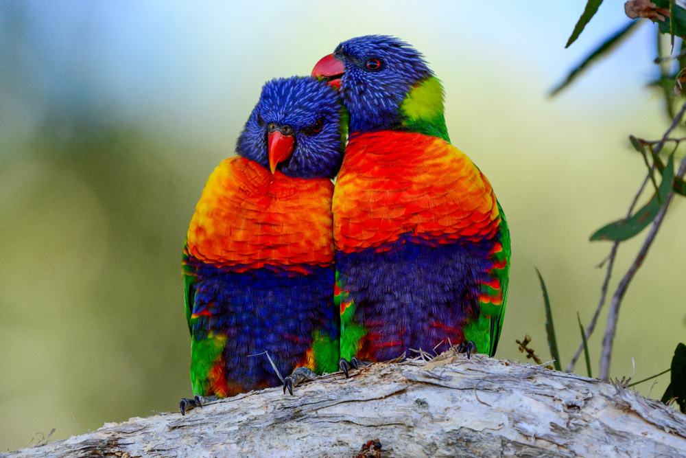 Wild Rainbow Lorikeets