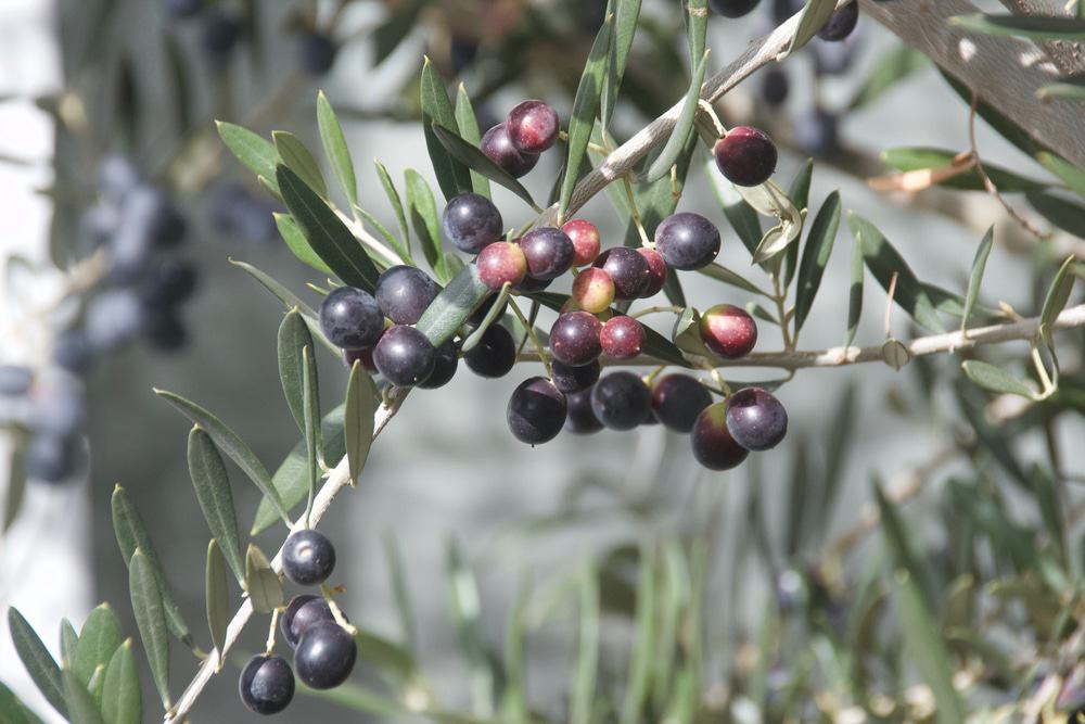 Wollundry Olive Groves