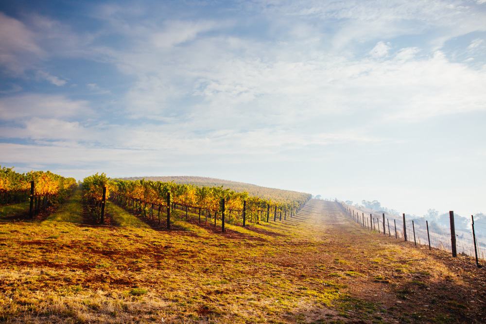 King Valley Wine Region