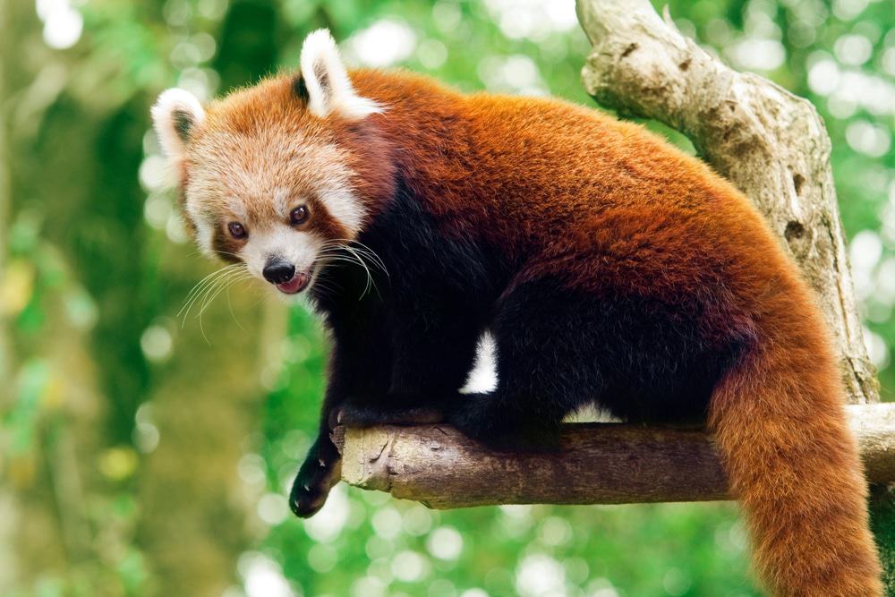 Red Panda