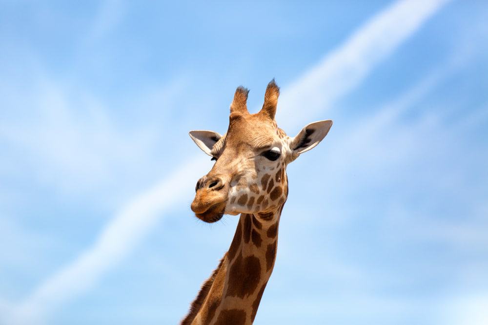 Darling Downs Zoo