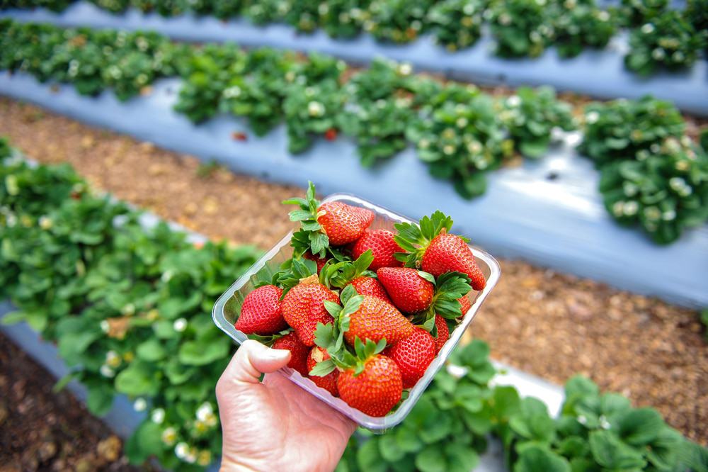 Belstack Strawberry Farm