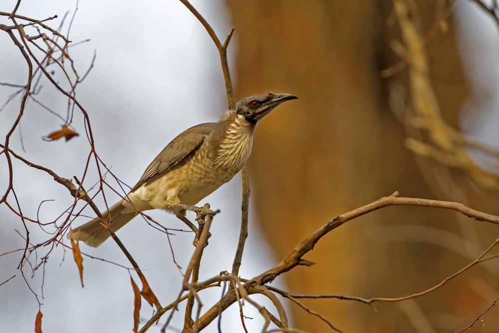Warby-Ovens National Park