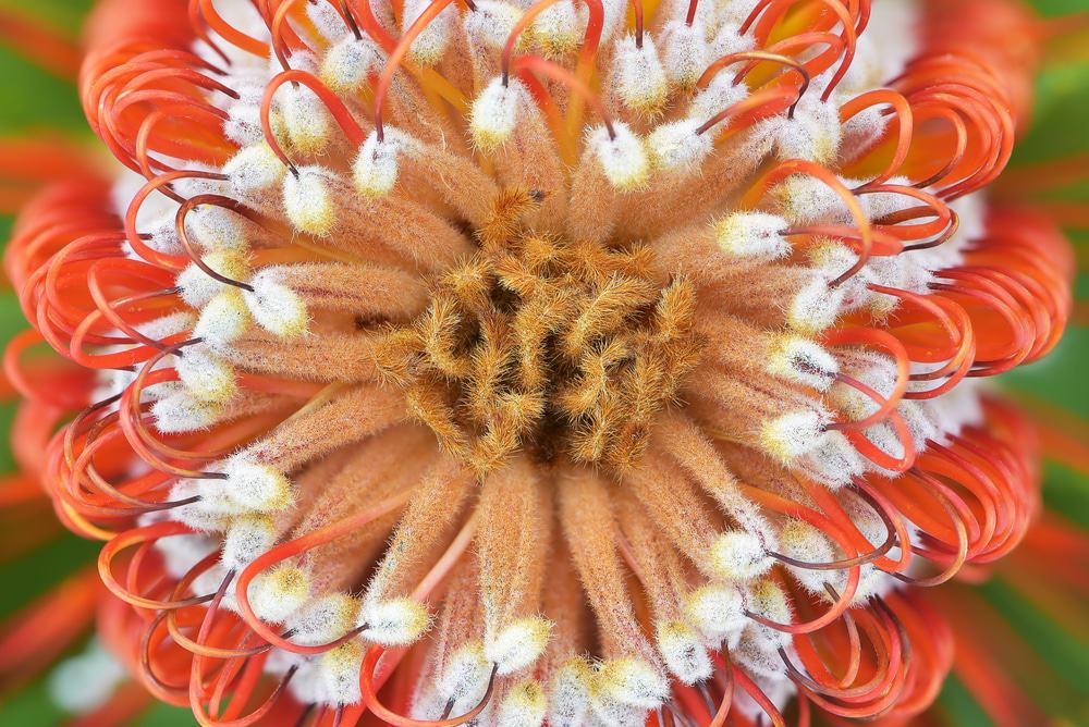Ulladulla Wildflower Reserve