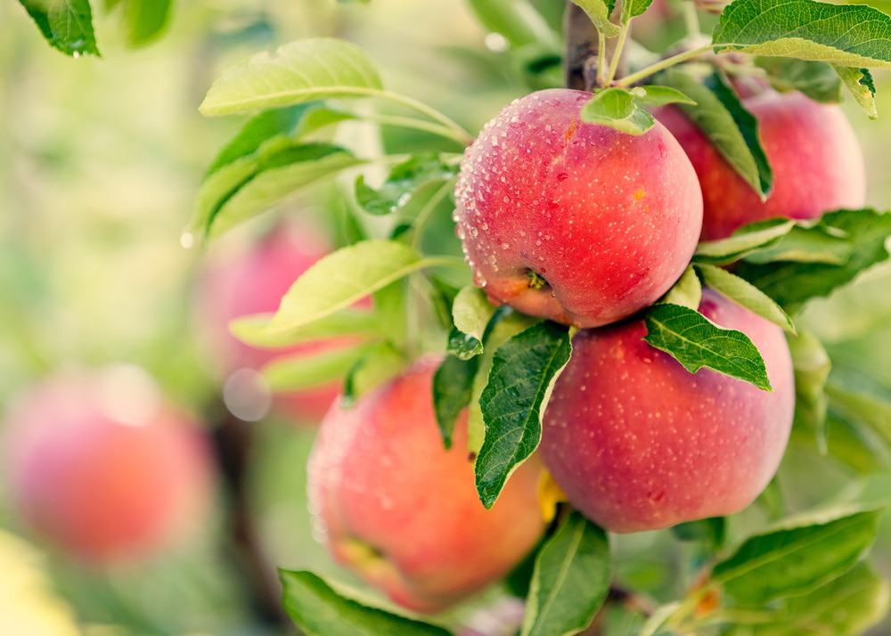 Bishop's Orchards