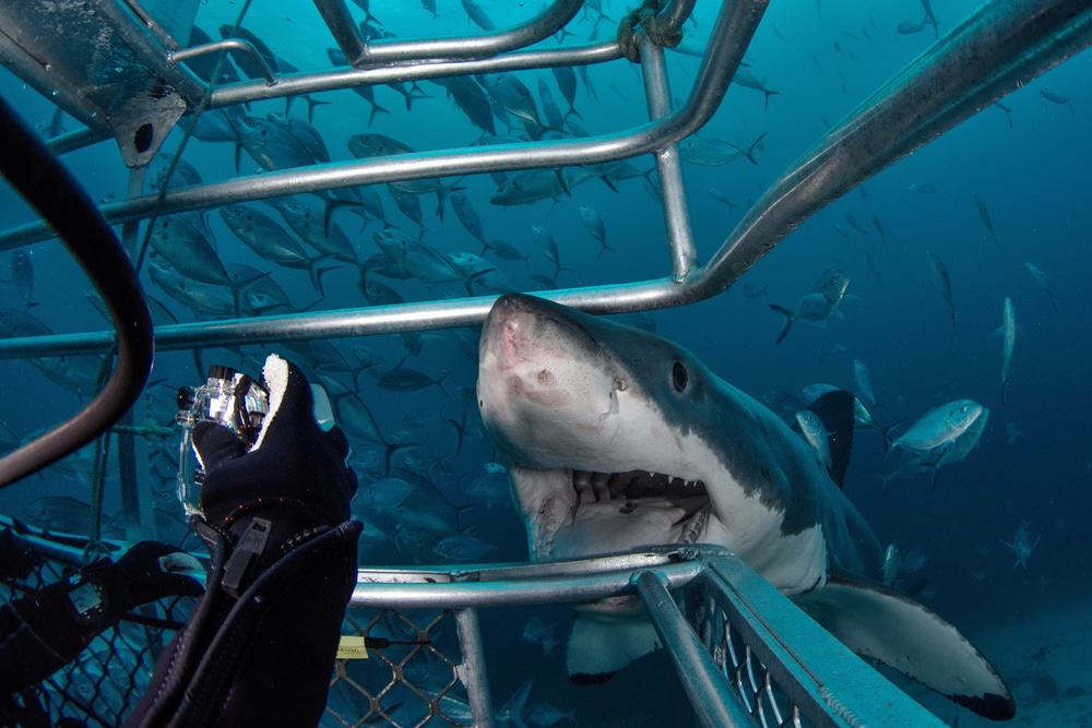 Great White Shark Cage Tours