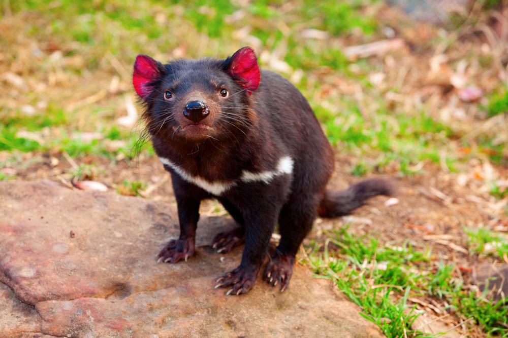 Tasmanian Devil