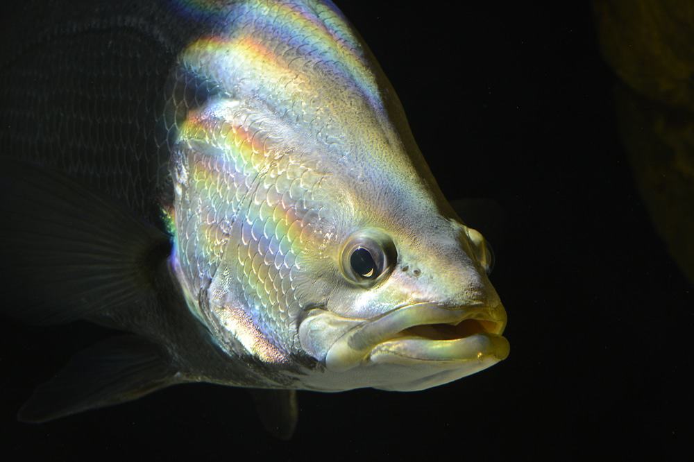 Barramundi In Lake Awoonga