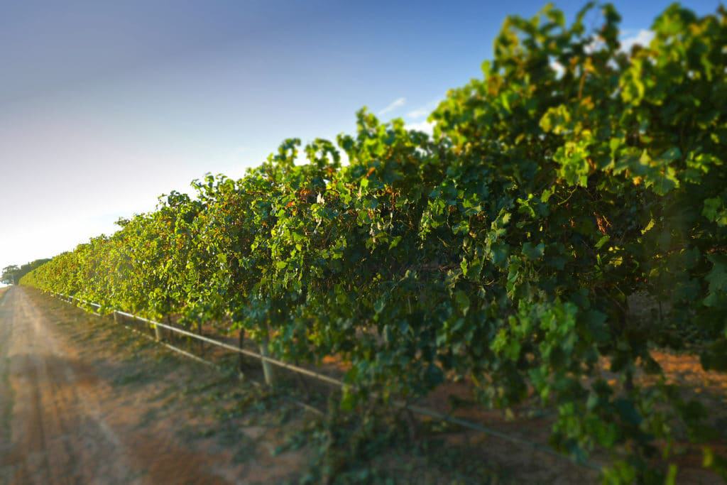 Vineyard in Mildura