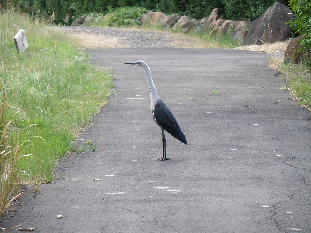 Lismore Rainforest Botanic Gardens