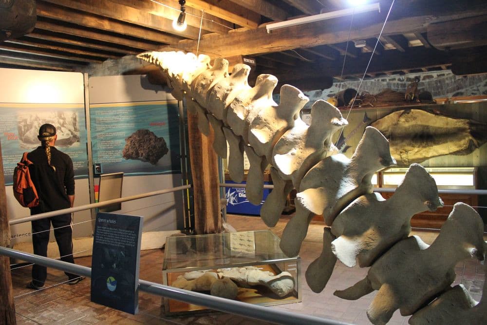 South Australia Whale Centre