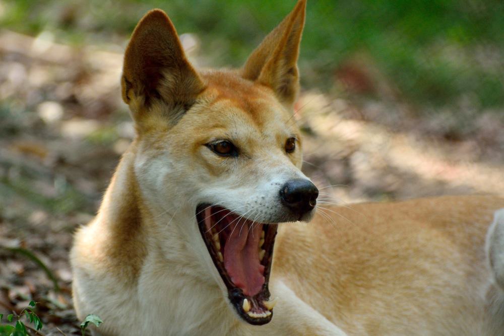 Dingo