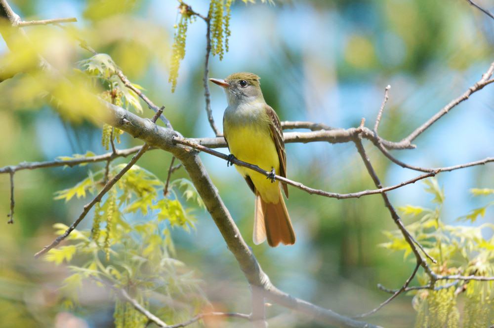 Little Creek Wildlife Area