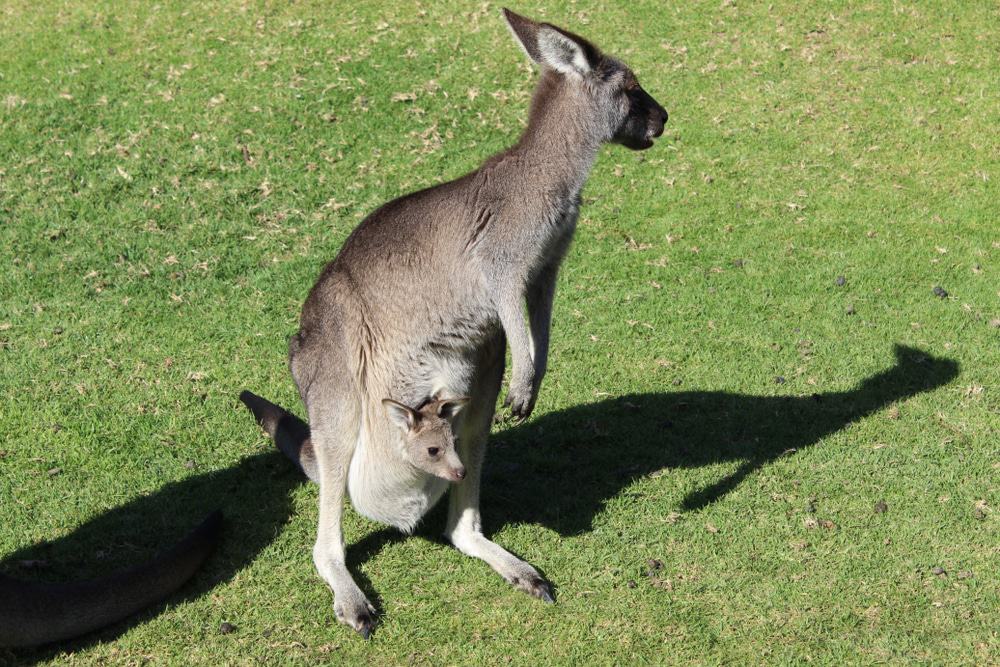 Urimbirra Wildlife Park