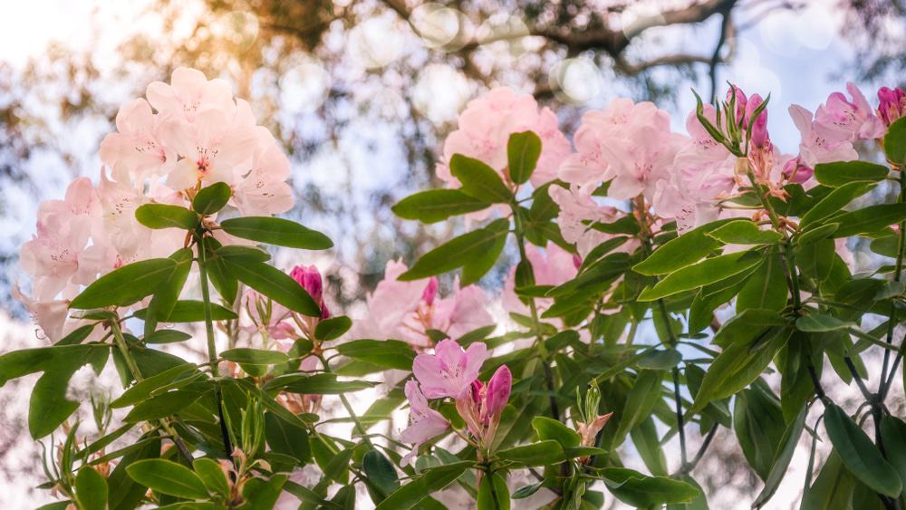 Emu Valley Rhododendron Garden