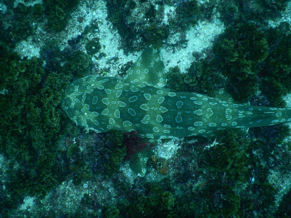 Wobbegong Shark