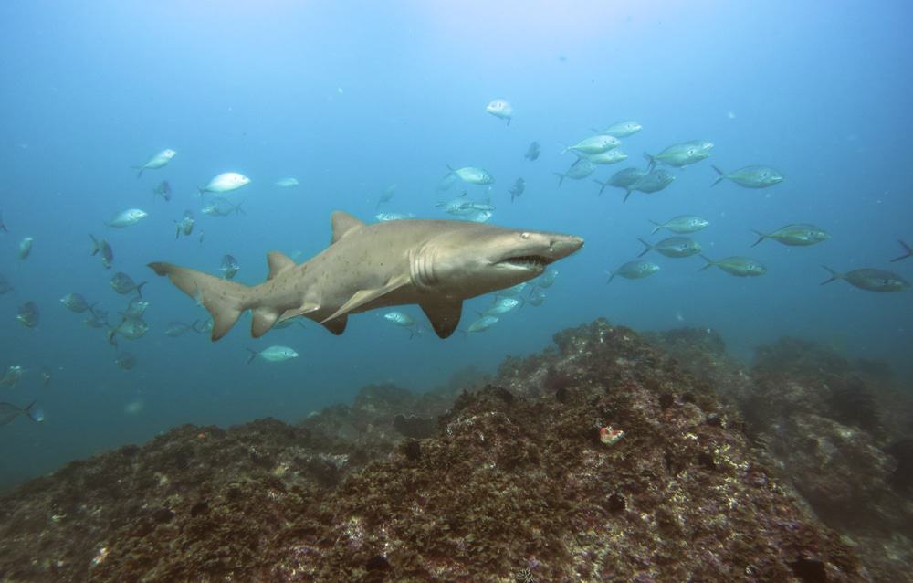 Grey Nurse Shark