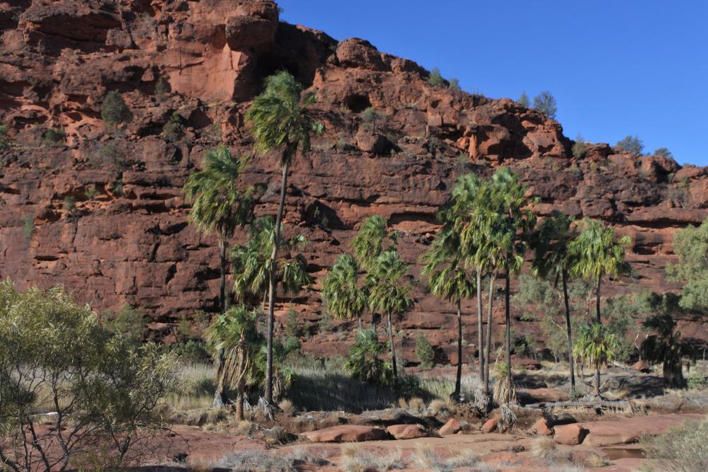 Palm Valley, Finke Gorge National Park