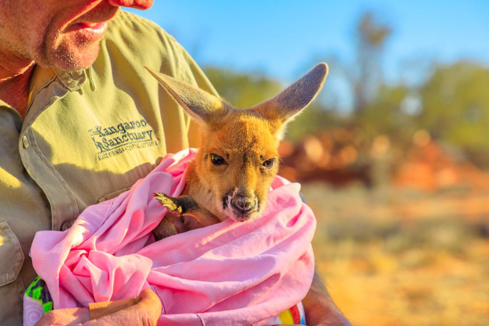 The Kangaroo Sanctuary