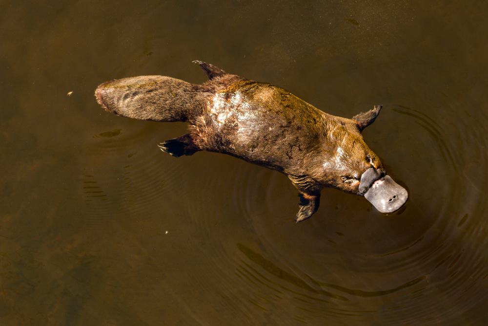 Platypus, Fern Glade Reserve