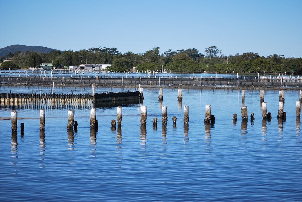 Oyster Farms In Forster-Tuncurry