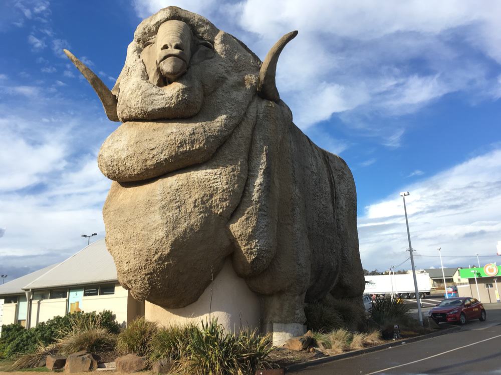 The Big Merino