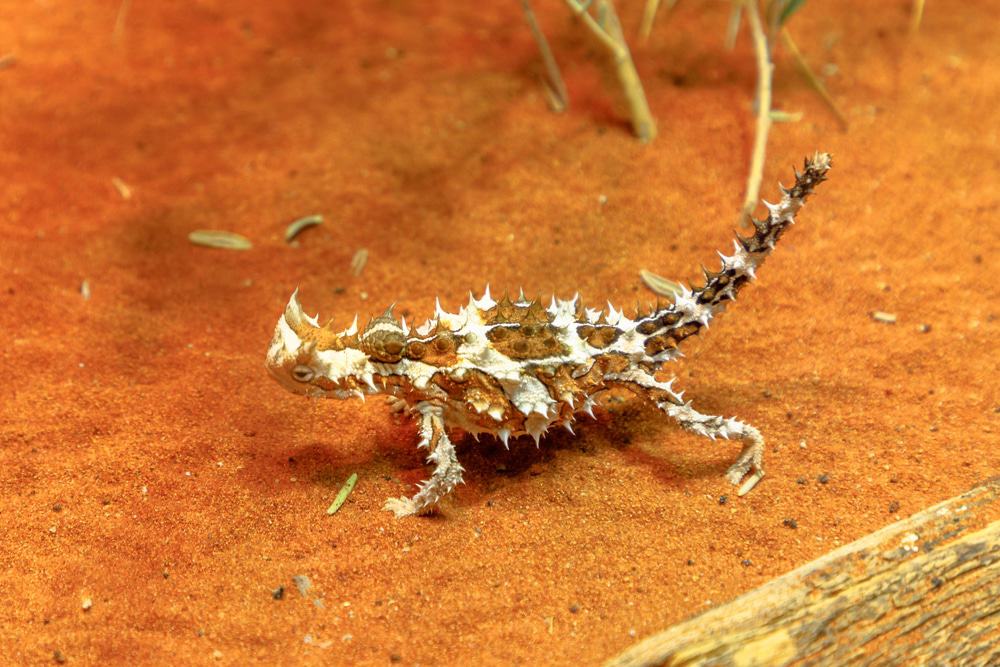 Alice Springs Reptile Centre