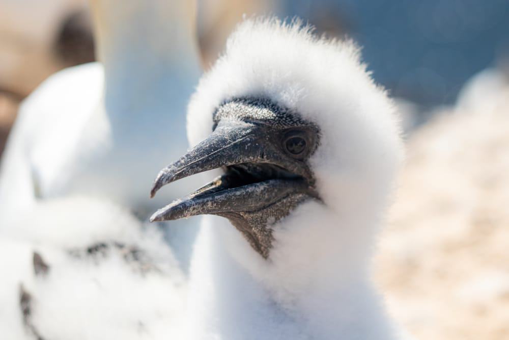 Australian Seabird Rescue