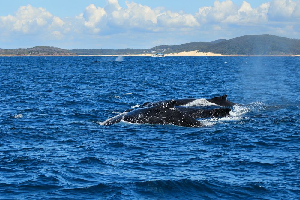 Whale Watching, Port Stephens